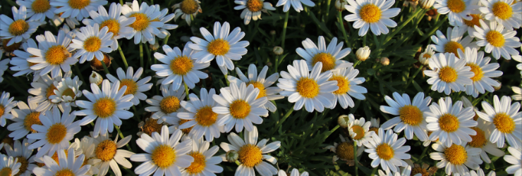 champ de fleurs de camomille