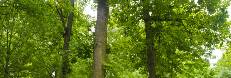 Photo d'arbres représentant les parcs à Reims qui rende la ville attractive pour de la gestion locative